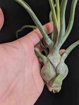 ★ワンコインスタート★Tillandsia 'Showtime' (T.bulbosa x streptophylla) ティランジア エアプランツ _画像2