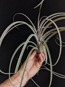 ★ワンコインスタート★Tillandsia exserta x capitata domingensis ティランジア エアプランツ 