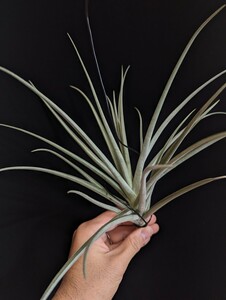 Tillandsia ixioides x duratii ティランジア エアプランツ 