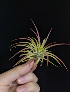 ★ワンコインスタート★Tillandsia ionantha ’Green Snow‘ ティランジア エアプランツ イオナンタ 