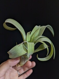 ★ワンコインスタート★Tillandsia capitata Orange x streptophylla エアープランツ ティランジア