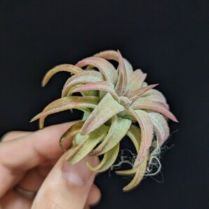 ★謎種付き＆ワンコインスタート★ Tillandsia vanhyningii Jumbo ティランジア エアプランツ の画像2