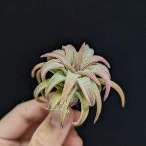 ★謎種付き＆ワンコインスタート★ Tillandsia vanhyningii Jumbo ティランジア エアプランツ の画像1