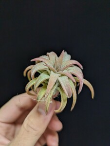 ★謎種付き＆ワンコインスタート★ Tillandsia vanhyningii Jumbo ティランジア エアプランツ 