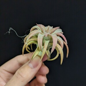 ★謎種付き＆ワンコインスタート★ Tillandsia vanhyningii Jumbo ティランジア エアプランツ の画像5