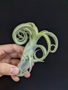 Tillandsia 'Curly Slim' Special form (T.intermedia x streptophylla) ティランジア エアプランツ