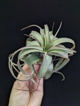 ★ワンコインスタート★ Tillandsia 'Eric Knobloch' （T. brachycaulos x streptophylla) ティランジア エアプランツ _画像2