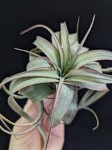 ★ワンコインスタート★ Tillandsia 'Eric Knobloch' （T. brachycaulos x streptophylla) ティランジア エアプランツ _画像3