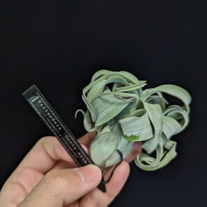 ★タグ付き+ワンコインスタート★ Tillandsia 'Curly Slim' (T.intermedia x streptophylla) ティランジア エアプランツ の画像2