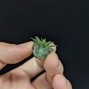 ★ワンコインスタート★Tillandsia ionantha ‘Rosita Giant clone’ ティランジア エアプランツ の画像3