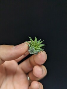 ★ワンコインスタート★Tillandsia ionantha ‘Rosita Giant clone’ ティランジア エアプランツ 