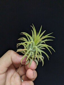 ★ワンコインスタート★Tillandsia ionantha ‘Rubra’ from Tropiflora ティランジア エアプランツ 