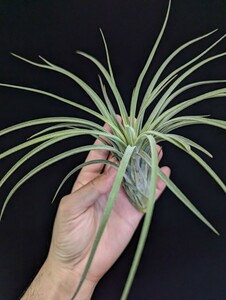 ★ワンコインスタート★Tillandsia exserta x velutina ティランジア エアプランツ 