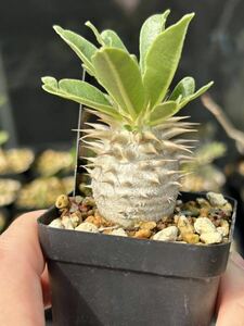 パキポディウム デンシフローラム Pachypodium densiflorum コーデックス　塊根植物多肉植物 ビザールプランツ　検索グラキリス 