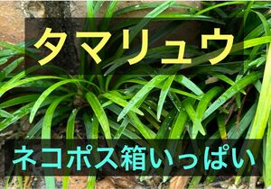 (3)タマリュウ　リュウノヒゲ　ジャノヒゲ　ネコポス箱一杯　和風庭園　花壇縁取り　下草　雑草抑えにもどうぞ