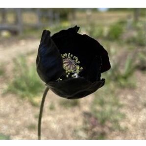 ポピー ブラックマジック 花の種