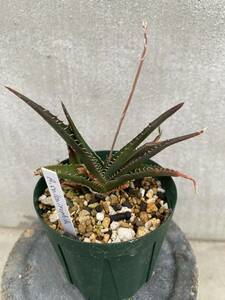 アロエ カルカイロフィラ　Aloe calcairophila