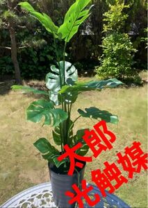 光触媒　人工観葉植物　ウォールグリーン　フェイクグリーン　モンステラ黒8080