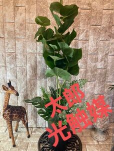 光触媒　人工観葉植物　ウォールグリーン　フェイクグリーン　フラワー　ハンドメイド　シーグレープモンステラ@gja