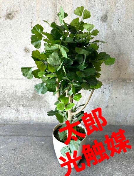 光触媒　人工観葉植物　ウォールグリーン　フェイクグリーン　青銀杏1452