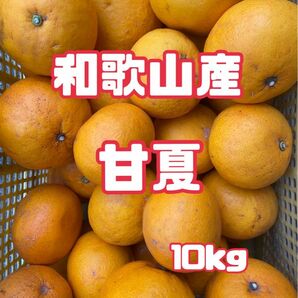 【和歌山産】 甘夏 10kg 訳あり　夏みかん　柑橘