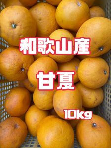 【和歌山産】 甘夏 10kg 訳あり　夏みかん　柑橘