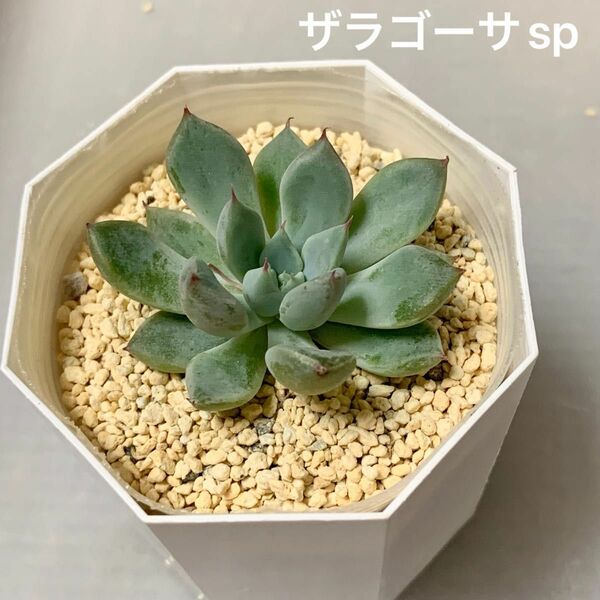 ゆうパケットポスト発送■多肉植物＊エケベリア ザラゴーサSP（カット苗）