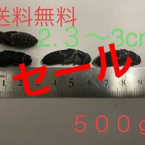 冷凍クロコオロギ2.３〜3cm送料無料    500gの画像1