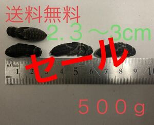 冷凍クロコオロギ2.３〜3cm送料無料　　　　500g