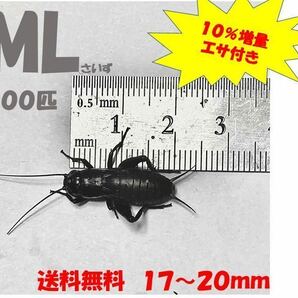 《全国配送》《送料無料》《10％増量》   《エサ付き》 ML 17〜20mm 100匹クロコオロギ イエコオロギ フタホシコオロギの画像1