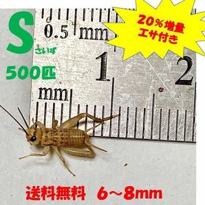 《全国配送》《送料無料》《20％増量》   《エサ付き》Ｓ6〜8mm 500匹イエコオロギ クロコオロギ フタホシコオロギの画像1