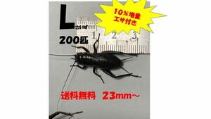 《全国配送》《送料無料》《10％増量》　　　《エサ付き》 Ｌ23〜3mm 200匹クロコオロギ　イエコオロギ　フタホシコオロギ