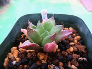 多肉植物　ハオルチア　宝草交配