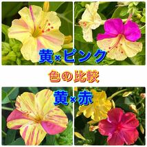【ワケアリ】　オシロイバナの種　40粒　色不明　お得品　花の種_画像9