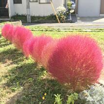 コキア　種　　　　　こきあ　ほうき草　花の種_画像7