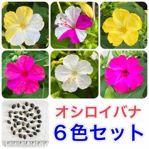 オシロイバナの種(6色セット)　18粒　花の種