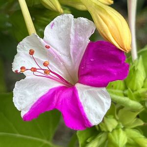 オシロイバナの種(白×ピンク) 20粒　　　　　花の種