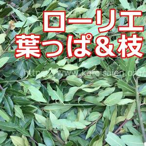  less pesticide low lie month katsura tree . leaf ..& branch lease spice * order meido correspondence possible * including carriage!