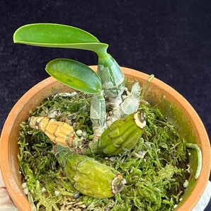 洋蘭 原種 カトレア C.walkeriana coerulea 'Blue Diamond Ⅱ' (OG)の画像4