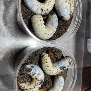 【MaShiRo】DH.ヘラクレスオオカブト 幼虫♀6匹-1の画像3