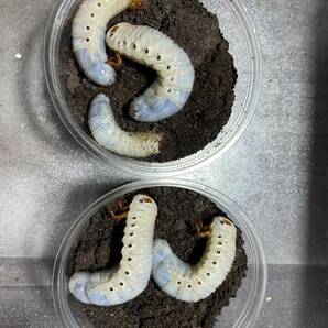 【MaShiRo】DH.ヘラクレスオオカブト 幼虫♀5匹-3の画像1