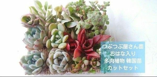 多肉植物 つぶつぶ屋さん苗 おはな入り ミニエケベリア 韓国苗 セダム カット セット