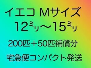 12〜15ミリ200匹＋50匹補償分　イエコオロギ