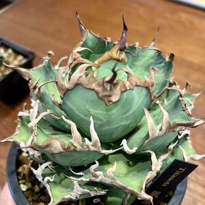 カキコ 発根済み アガベ チタノタ シーザー 凱撒 毒刺産　 Agave titanota ‘Caesar’