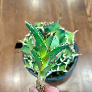 カキコ アガベ チタノタ シーザー 凱撒 毒刺産  Agave titanota ‘Caesar’の画像6