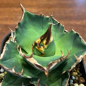 カキコ①　Agave titanota kelly clone アガベ チタノタ ケリークローン 白犀牛 検索 シーザー ハデス 白豪刺 オアハカ