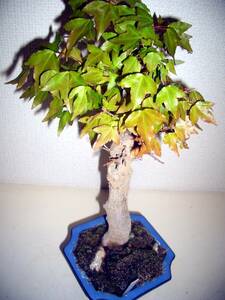 *FD. tree bonsai * maple bonsai * popular goods kind * direct .,.., Tang maple, total length 42cm