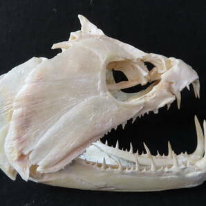 【標本博物館】[頭骨大図鑑]掲載★巨大ペーシュカショーロ頭骨★ 頭骨 剥製 標本 熱帯魚の画像2