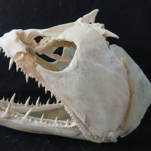 【標本博物館】[頭骨大図鑑]掲載★巨大ペーシュカショーロ頭骨★ 頭骨 剥製 標本 熱帯魚の画像3