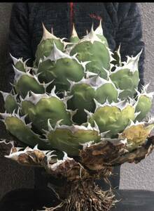 アガベ チタノタ 強棘ボールタイプ No Name 子株 agave titanota